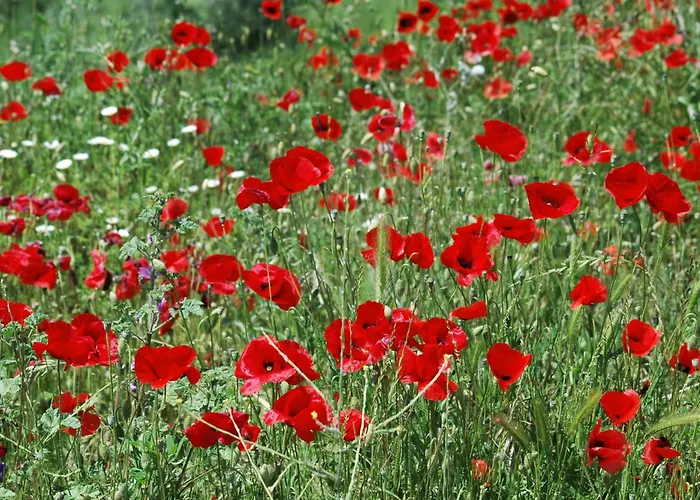 L'imposto Feriegård