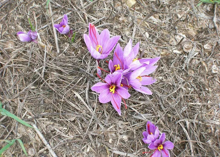 L'imposto Feriegård